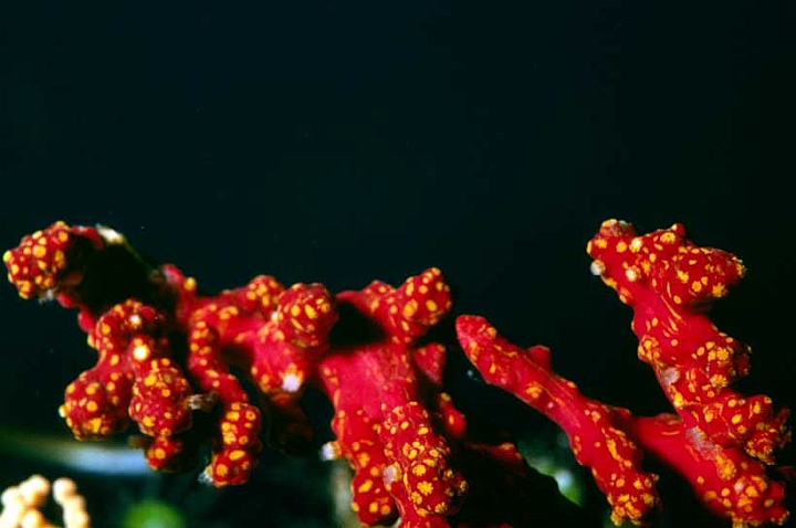 34 35 Parerythropodium corall.jpg