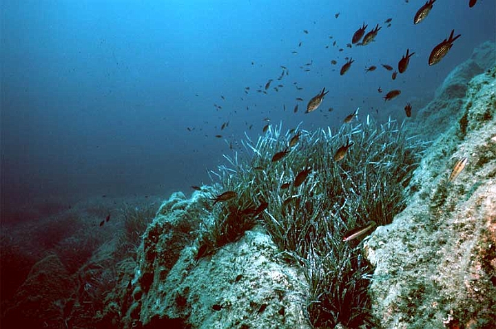 07Posidonia.jpg - cresce anche nelle fessure delle rocce in cui si sia accumulato sufficiente sedimento.