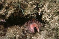 30a-Serpula-vermicularis