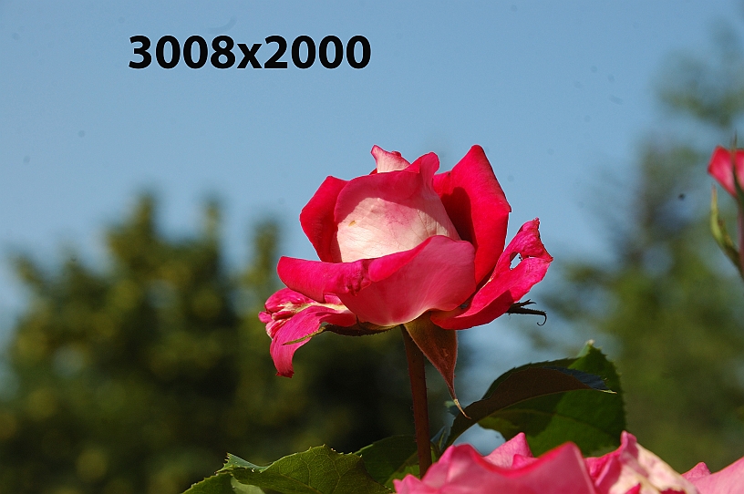 DSC_9325.jpg - Rose grandi.