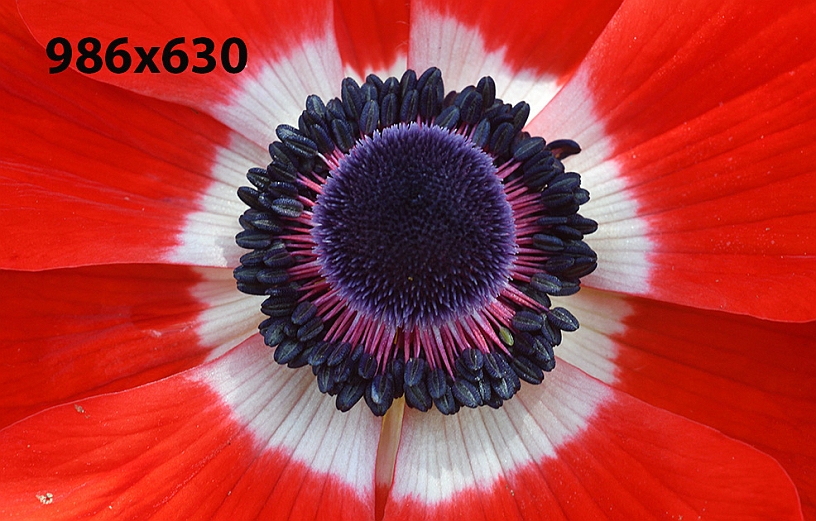 MAK_1262.jpg - Anemoni